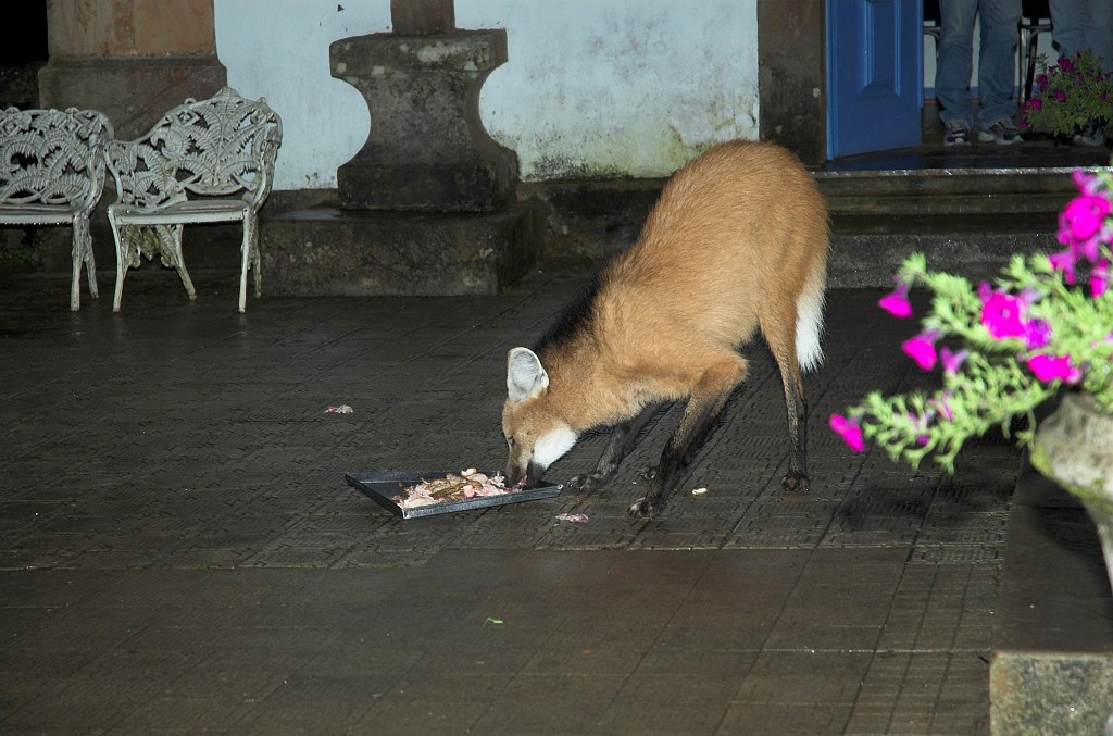 Maned Volf-04.jpg - Maned Wolf (Chrysocyon brachyurus), Serra do Caraca Brazil 2005